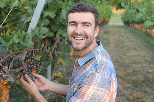 英俊的农民在美丽的葡萄园图片下载