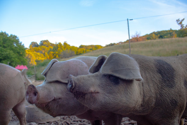 弗吉尼亚农场的猪图片下载