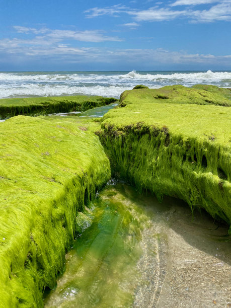 北卡罗莱纳州库尔海滩的大西洋科奎纳露头上的苔藓。图片下载