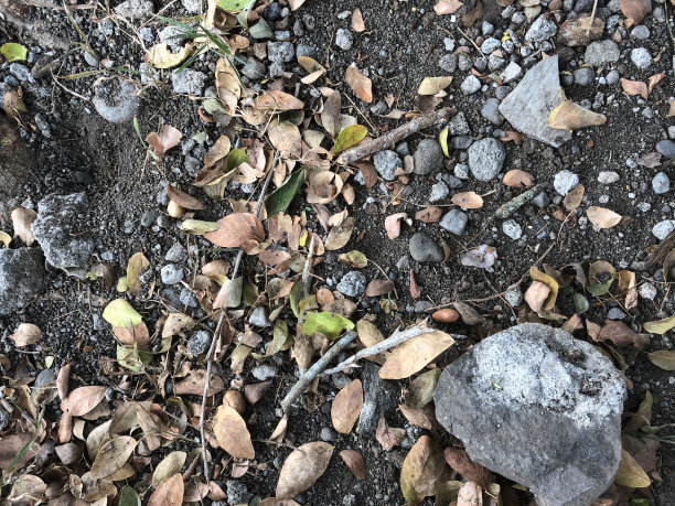 落叶、沙子和小石头的纹理照片图片下载