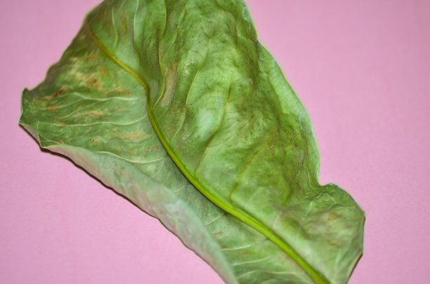 孤立的干树叶图片下载