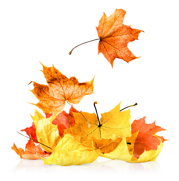 秋天的枫叶堆图片下载