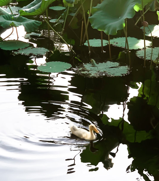 鹅在水上游泳图片下载