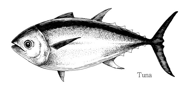 金枪鱼手绘逼真图片下载