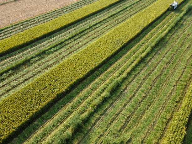 农民们使用农业机械收割机在田里收割水稻。图片下载