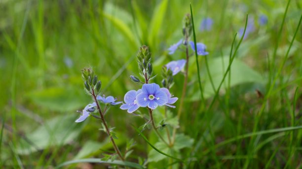 维罗妮卡多年生草本植物的紫色小花。选择聚焦,特写。图片下载