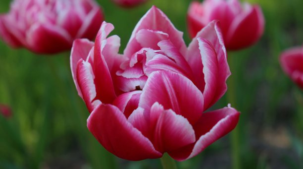花园里盛开着郁郁葱葱的亮粉色郁金香。特写从上面，模糊的自然背景。在背景中可以看到郁金香。图片下载