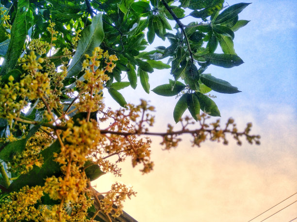 芒果花图片下载