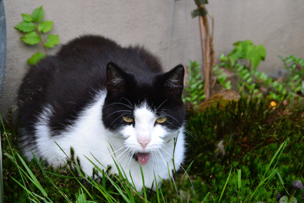 一只黑白相间的老猫在花园里图片下载