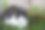 一只黑白相间的老猫在花园里图片下载