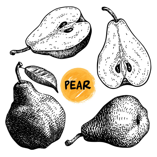 手绘梨组图片下载