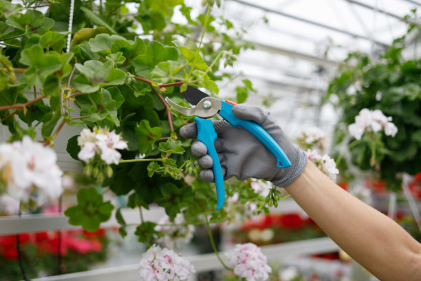 特写的女园丁的手在温室里剪花图片下载