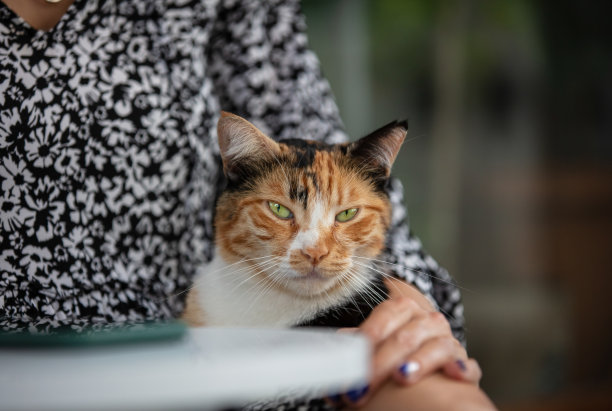 色彩斑斓的猫图片下载