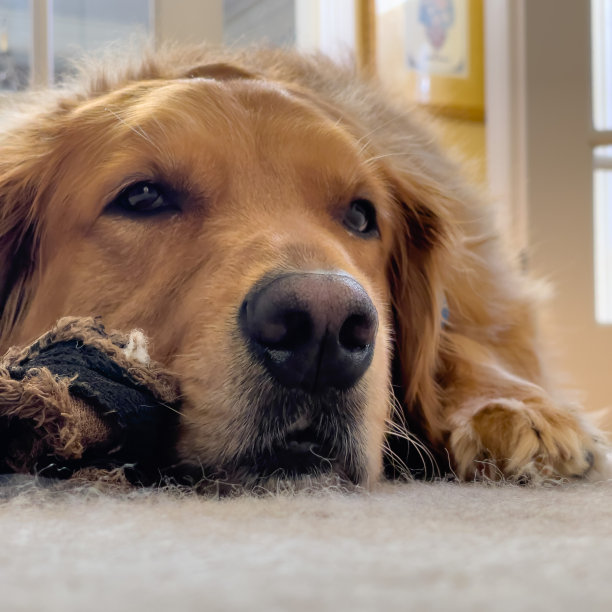 爆头或者可爱的金毛猎犬图片下载