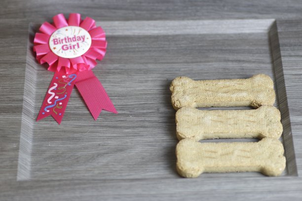 生日女孩给狗狗的生日主题照片与狗饼干图片下载