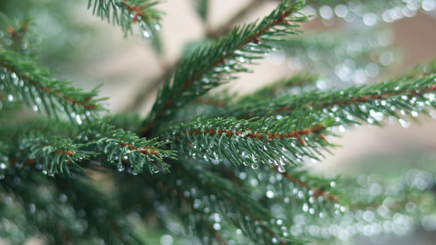 美丽的圣诞节背景与新鲜的冷杉与露水或水滴。云杉分支。圣诞快乐，新年快乐明信片。冬天的背景。松树枝上。松树的背景。图片下载