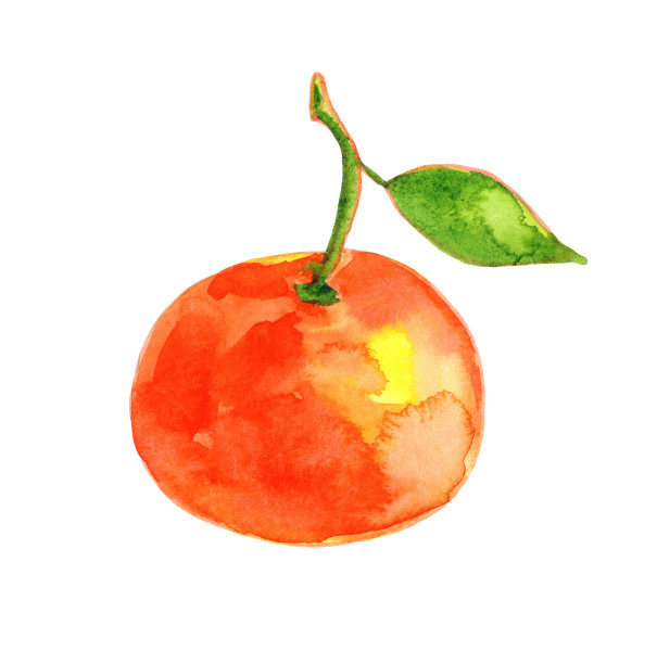 柑橘叶，手绘水彩插图。孤立在白色背景上图片下载