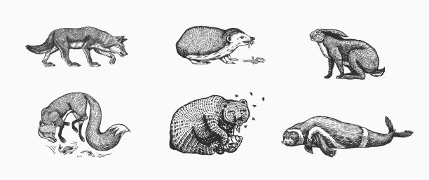 森林里的动物。熊、灰熊、狼、赤狐、野兔、刺猬和海豹。野兽吃的概念。矢量雕刻手绘复古草图的标签或海报。图片下载