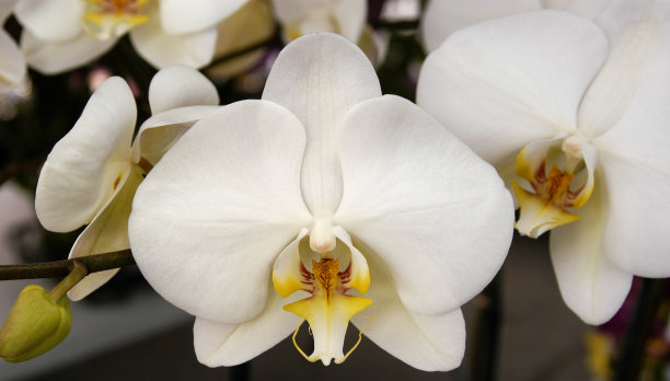 美丽的白色兰花带着黄色和一抹红色在中心。图片下载