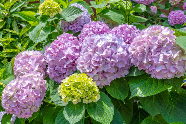 花园里的粉红色绣球花(大叶绣球)图片下载