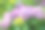 花园里的粉红色绣球花(大叶绣球)图片下载