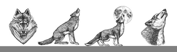 灰太狼。灰色的狼。一个食肉兽。森林野生动物。矢量雕刻手绘复古的老素描邮票，t恤或印刷或徽章。图片下载