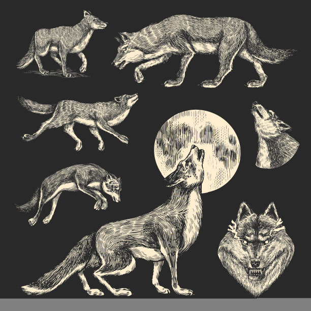 灰色的狼。灰色的狼。一个食肉兽。森林野生动物。矢量雕刻手绘复古的老素描邮票，t恤或印刷或徽章。图片下载