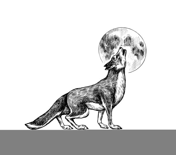 灰色的狼。灰色的狼。一只食肉野兽和月亮。森林野生动物。矢量雕刻手绘复古的老素描邮票，t恤或印刷或徽章。图片下载