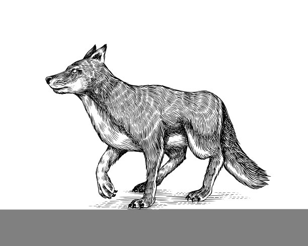 灰色的狼。灰色的狼。一个食肉兽。森林野生动物。矢量雕刻手绘复古的老素描邮票，t恤或印刷或徽章。图片下载