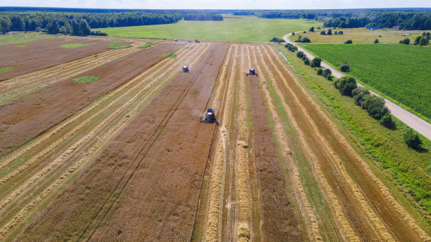 联合收割机在田野上收获的鸟瞰图。收割小麦。在田间工作的收割机。图片下载