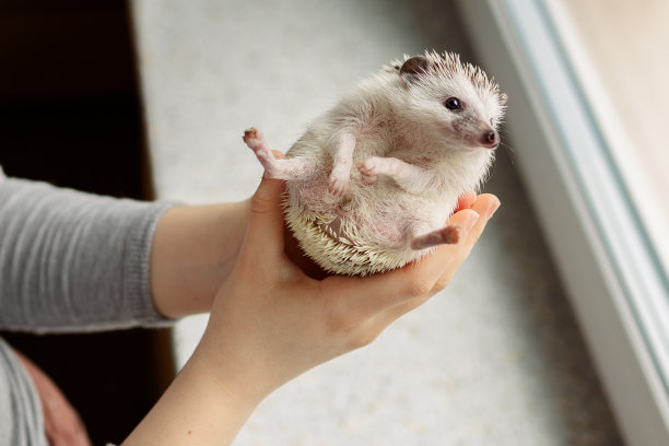 女孩手里抱着可爱的刺猬。很奇怪的动物口鼻画像。最喜欢的宠物。Atelerix,非洲刺猬图片下载