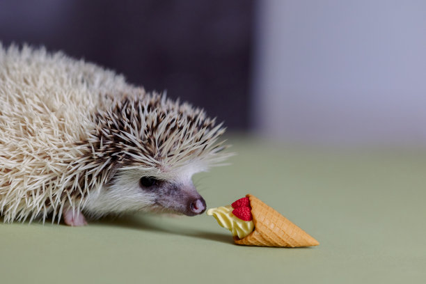 可爱有趣的刺猬嗅玩具冰淇淋甜筒。很奇怪的动物口鼻画像。最喜欢的宠物。Atelerix,非洲刺猬图片下载