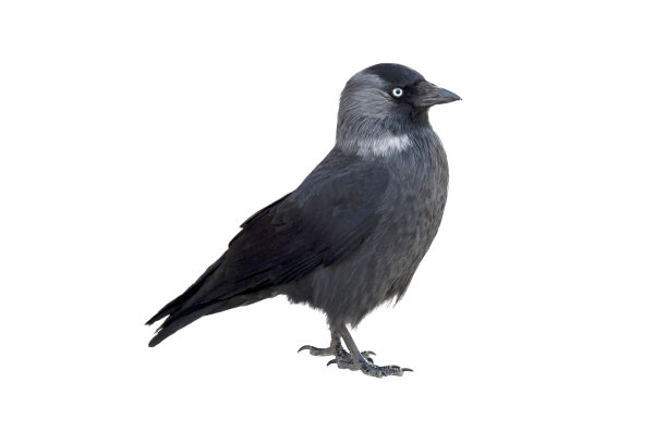 鸟寒鸦孤立在白色背景图片下载