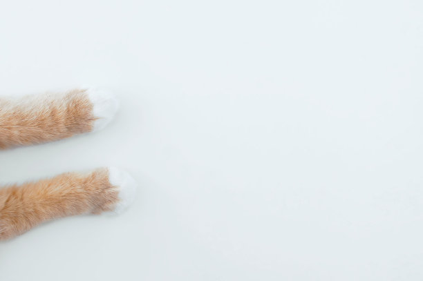 白色背景的米色猫爪。文本。图片下载