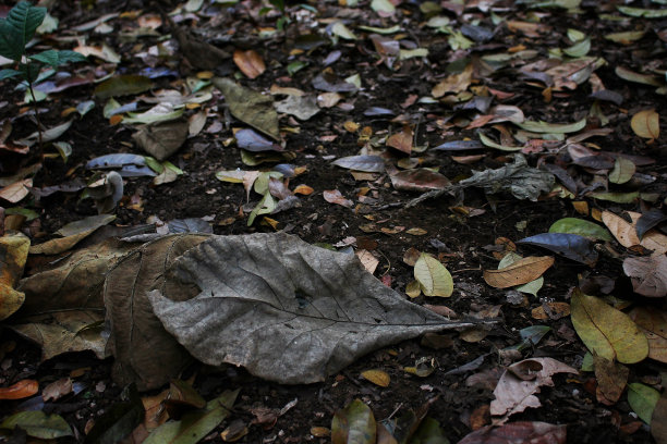 秋天，落叶散落在森林里图片下载