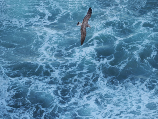灰色的海鸥飞过蓝色的波涛汹涌的大海图片下载