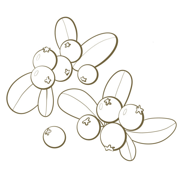 概述植物学插图食用药用植物越橘串果实与叶子紧密设计元素图片下载