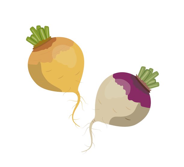 黄色和紫色的萝卜，平面风格矢量插图孤立在白色背景图片下载
