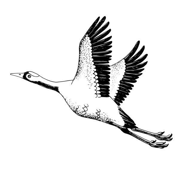 手绘中国丹顶鹤图片下载