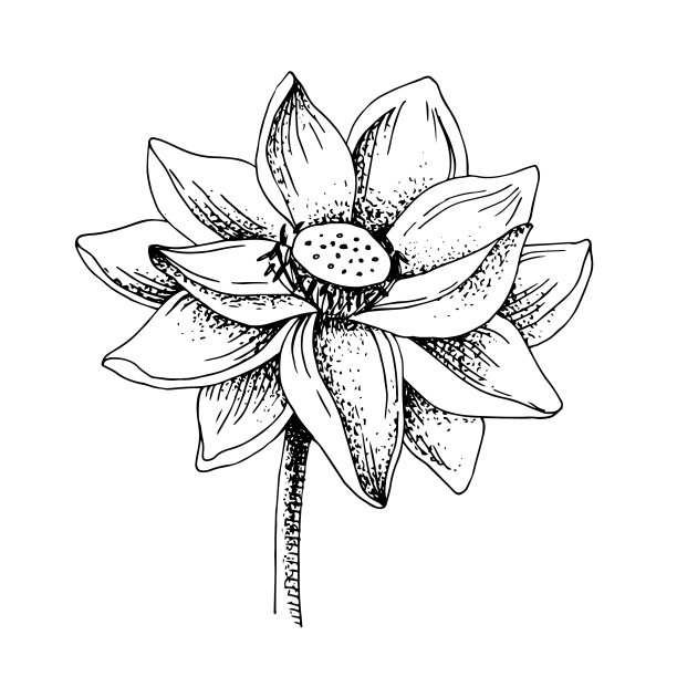 白底荷花图片下载