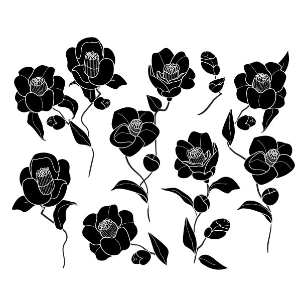 一套山茶花黑色剪影花枝。可爱的手绘花朵矢量插图在白色轮廓和白色背景上的黑色平面。植物学插图图片下载