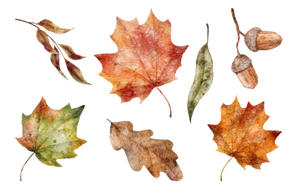 水彩秋天树叶。手绘插图孤立在白色背景上。完美的卡片，邀请，标签，打印图片下载