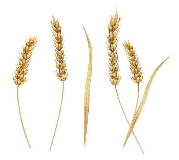 水彩小麦。手绘插图孤立在白色背景上。完美的卡片，邀请，标签，打印图片下载