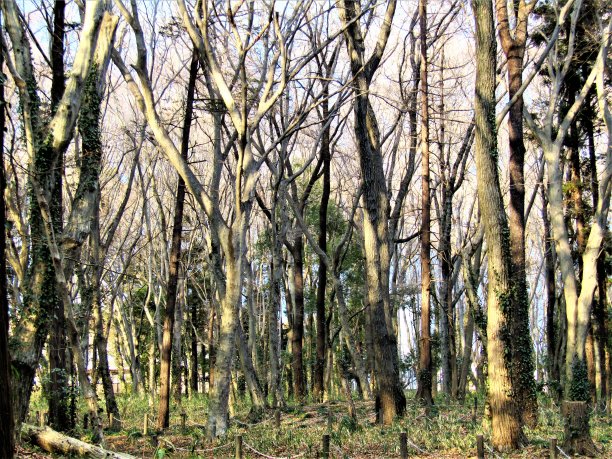 二月的日本森林。图片下载