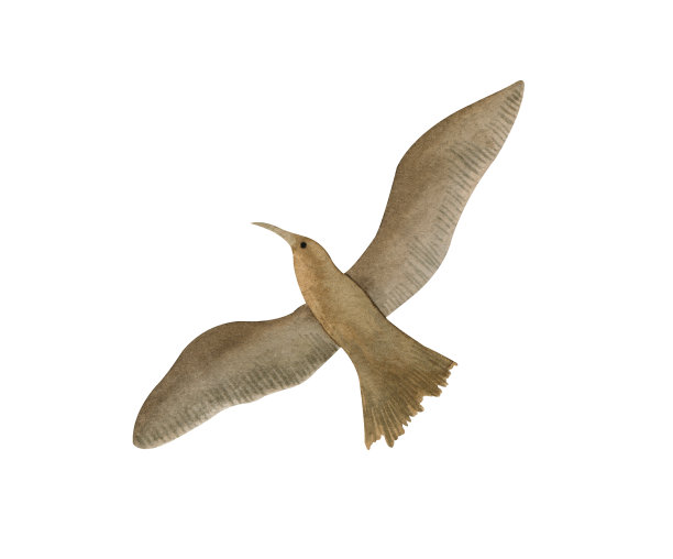 鸟儿在天空中飞翔。水彩手绘插图孤立在白色背景上。完美的任何项目，打印，菜单，卡片，装饰。图片下载