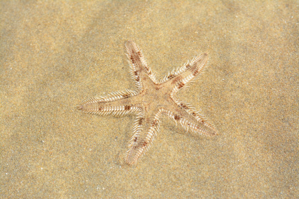 带刺海星图片下载