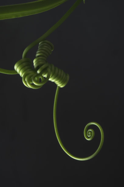 绿色光亮西番莲植物卷须特写纹理图片下载