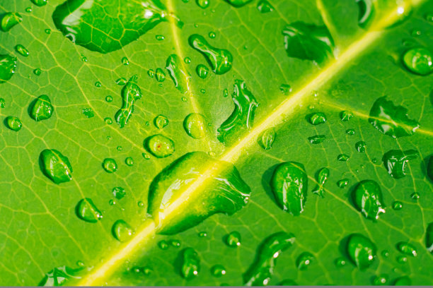 许多美丽透明的雨露水滴在新鲜的叶子上。摘要宏真实照片可爱壁纸。自然的线条艺术。极近的静脉质地细胞结构。明亮的绿色黄色背景图片下载