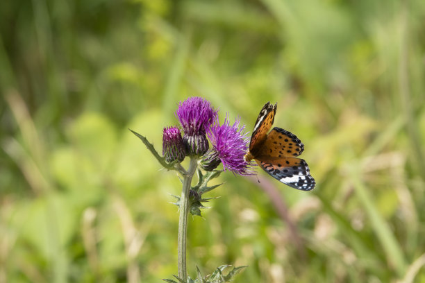 紫色的蓟花图片下载