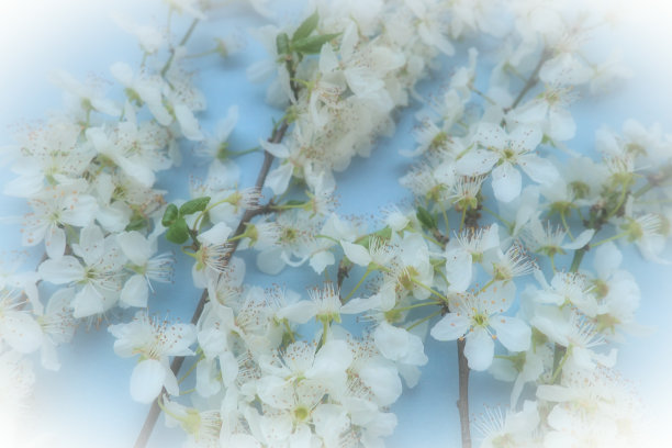 白色的鸟樱桃花在蓝色的背景。明亮的节日卡片或邀请。春天的时间。雾蒙蒙的模糊照片。抽象的温柔的春天模糊。树枝上有许多花。白色的装饰图案图片下载